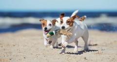 25 Best Dog-Friendly Beaches in the USA