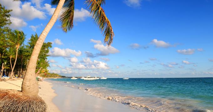 Sandy beach with a palm tree
